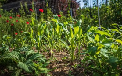 Poules et potager : 3 solutions pour réussir à concilier les deux !
