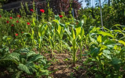 Poules et potager : 3 solutions pour réussir à concilier les deux !