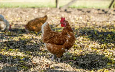 7 conseils pour protéger vos poules de la chaleur (et de la canicule)