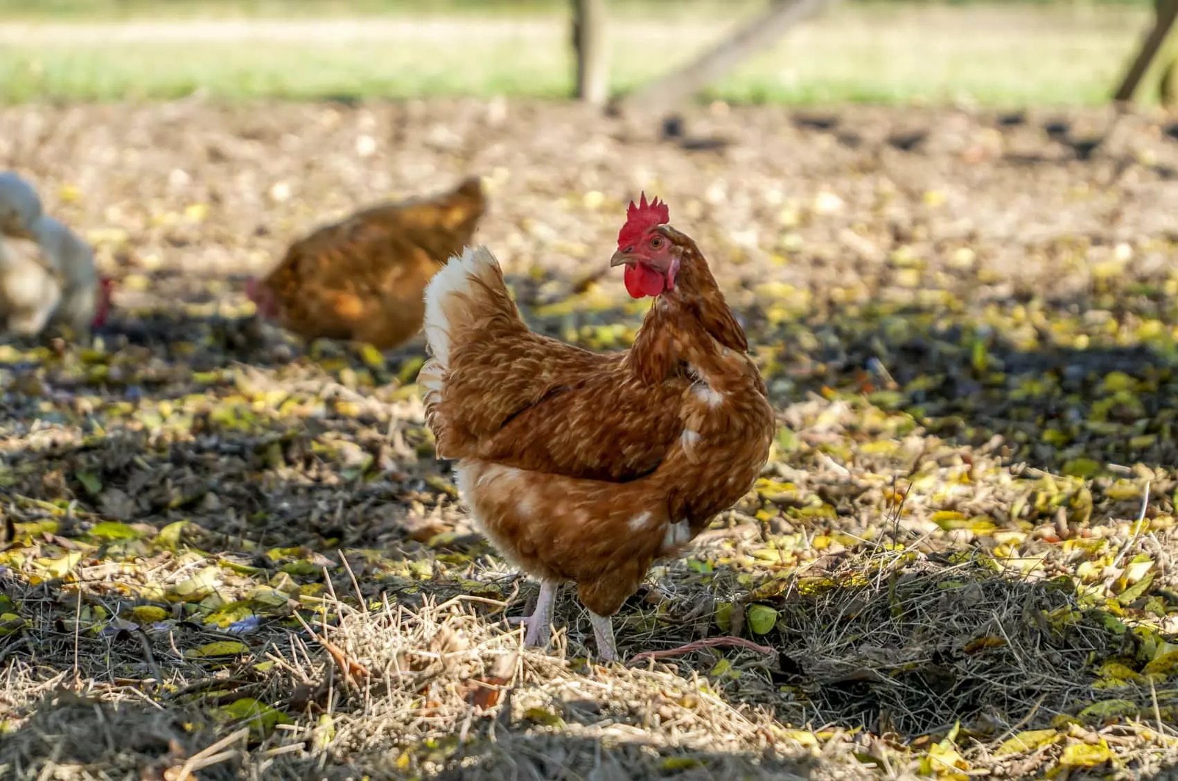 Conseils pour protéger les poules de la chaleur