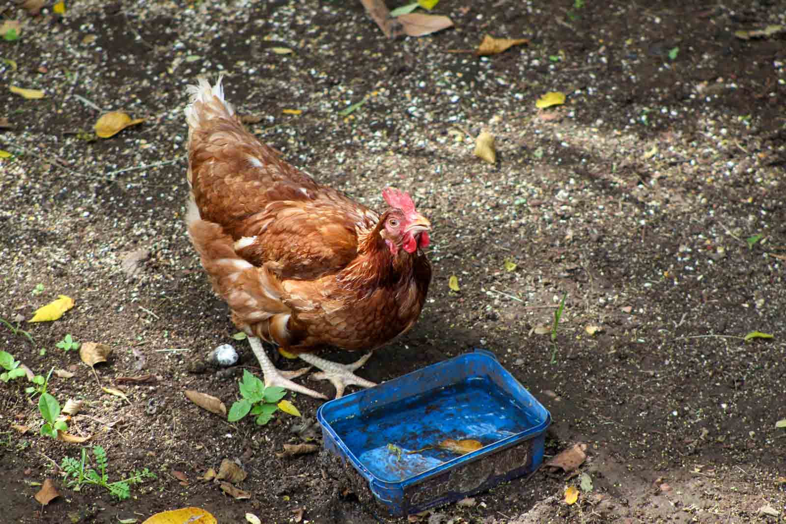 Lorsqu'il fait chaud, changez l'eau de vos poules plus fréquemment