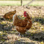 Conseils pour protéger les poules de la chaleur