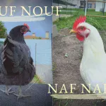 Nouf Nouf et Naf Naf, les mascottes du blog Cotcotandco