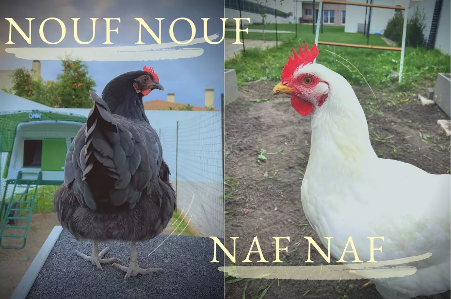 Nouf Nouf et Naf Naf, les mascottes du blog Cotcotandco