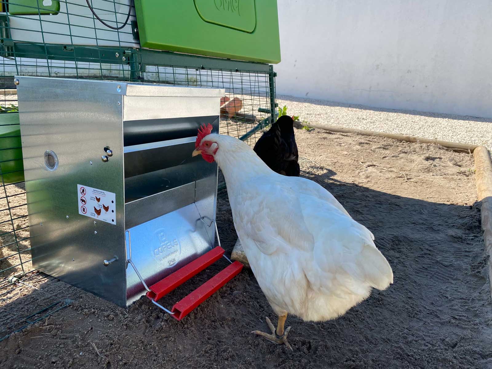 Mangeoire automatique pour poules: bilan après 6 mois d'utilisation