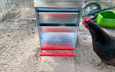 Mangeoire automatique pour poules : mon avis après 6 mois d’utilisation