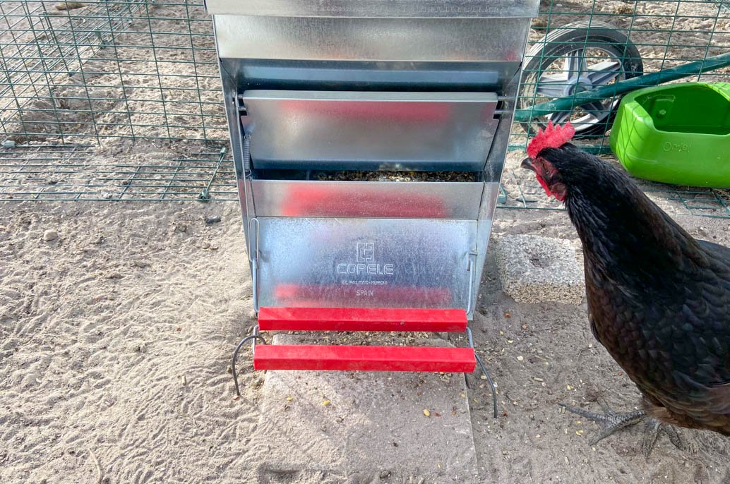 Ma poule et sa mangeoire automatique à pédale